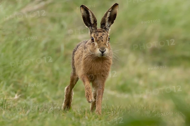 European brown hare (Lepus europaeus) adult animal running in grassland, England, United Kingdom