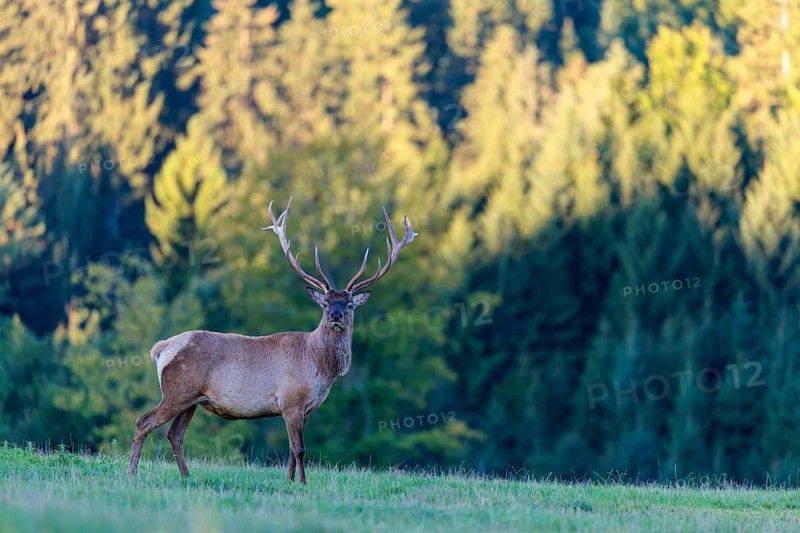 An Altai maral stag (Cervus canadensis sibiricus) stands in the early morning light on a green meadow. Southern Siberia, northwestern Mongolia, northern Xinjiang province of China