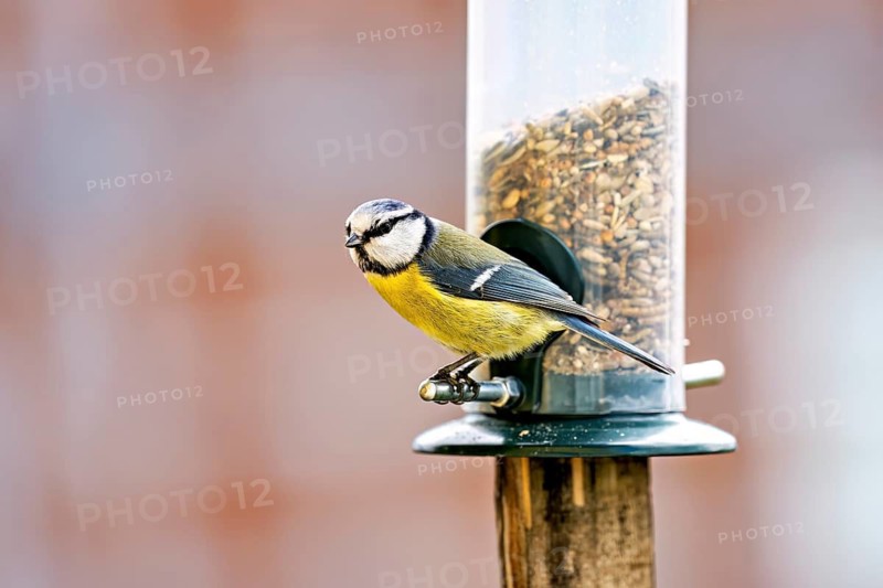 A tit is perched on a feeder containing sunflower seeds. The photograph shows details of the bird's plumage: a blue tit near Herleshausen in Germany (Cyanistes caeruleus)