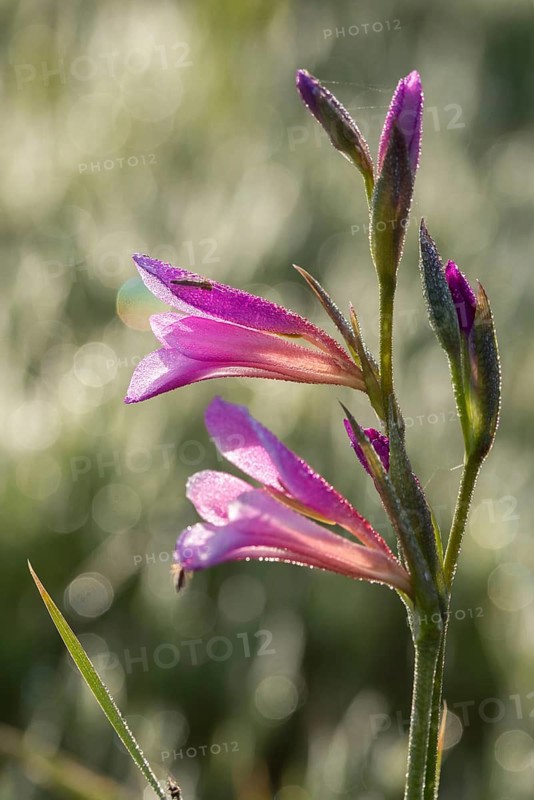 Field gladiolus, field victorious root, gladiolus italicus, granelli, iridaceae, Italian gladiolus, Italy, pantani cuba and longarini, victorious root, iris family, migratory bird sanctuary, Pantani Cuba & longarini migratory bird sanctuary, common sword-lily, field gladiolus, flora, high size, portrait format, Italy, plants, Sicily, foundation per biodiversity