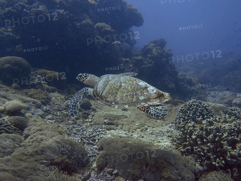 A Pacific hawksbill sea turtle (Eretmochelys imbricata bissa) swims over coral in the open blue water, PED dive site, Nusa Ceningan, Nusa Penida, Bali, Indonesia
