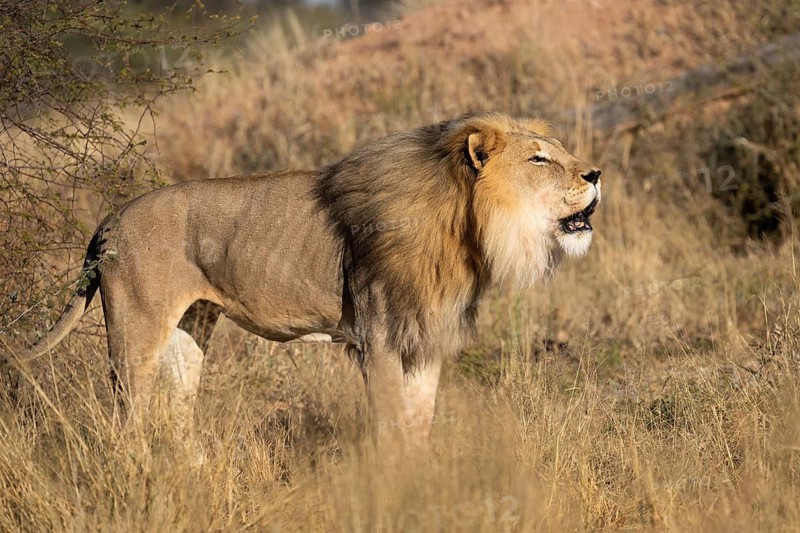 Male lion (Panthera leo) roaring, Namibia