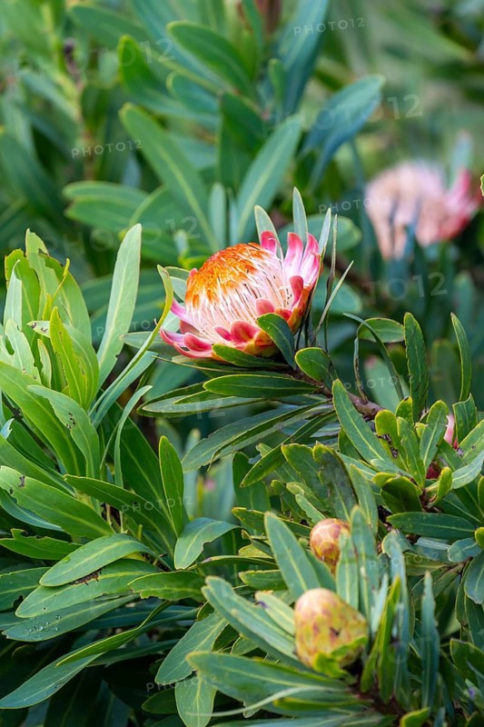 Red flower, Protea, near Cape Town, South Africa