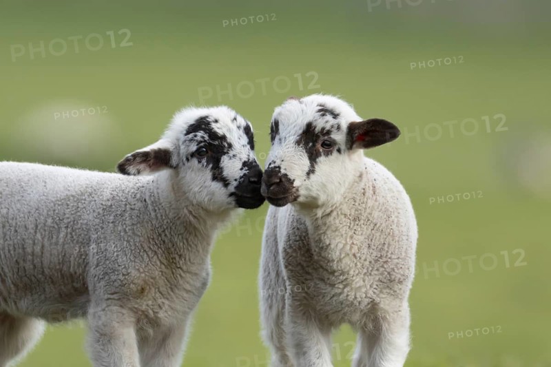 Domestic sheep (Ovis aries) two juvenile baby lambs farm animals in a grass field in spring, England, United Kingdom