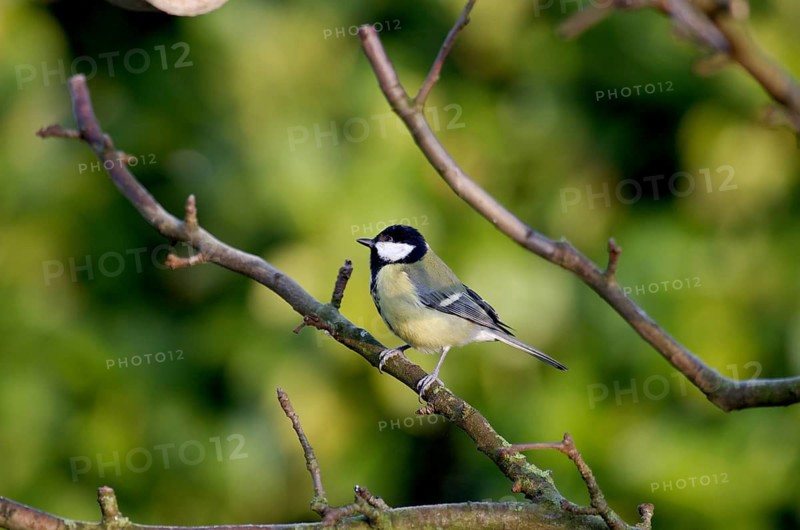 Great tit (Parus major), twig, winter, sunlight