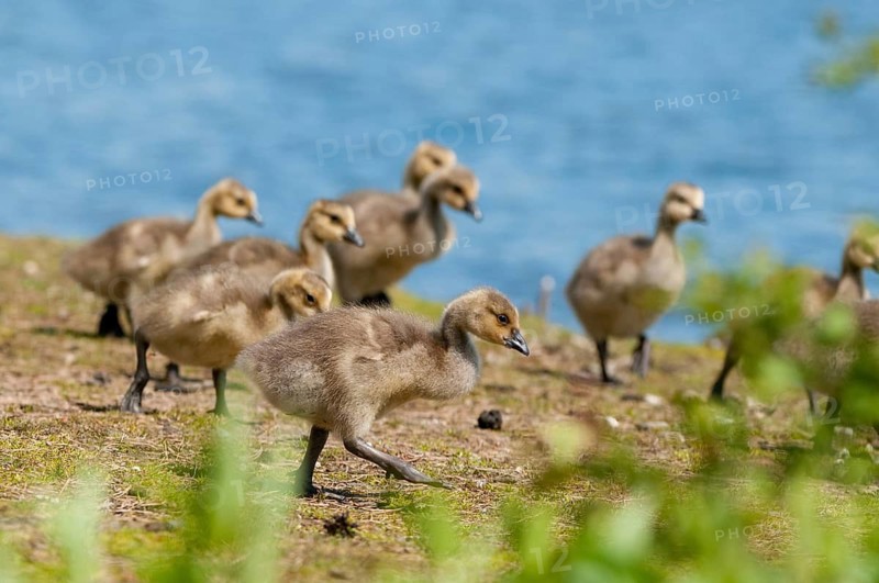 Branta canadensis, Canada goose, Canada goose, Sweden, Anatidae, birds, duckbirds, goose, geese, adolescent, juvenile, Sweden, birds, waterbirds, waterbirds