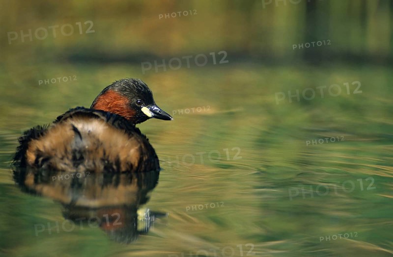 Littele Grebe, Tachybaptus Ruficollis, Little Grebe, Birds, Dabchick, Grebe, Grebe, Leo, Podicipedidae, Divers, Birds, Waterbirds