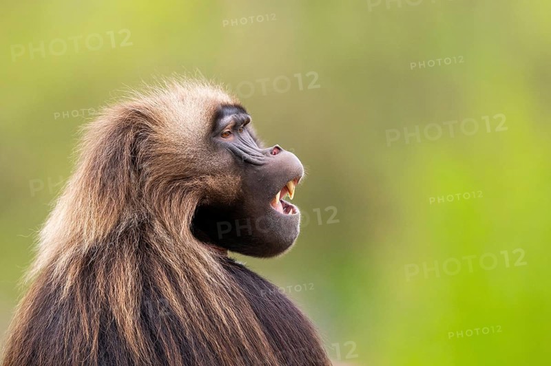 Gelada (Theropithecus gelada) male, portrait, captive, distribution africa