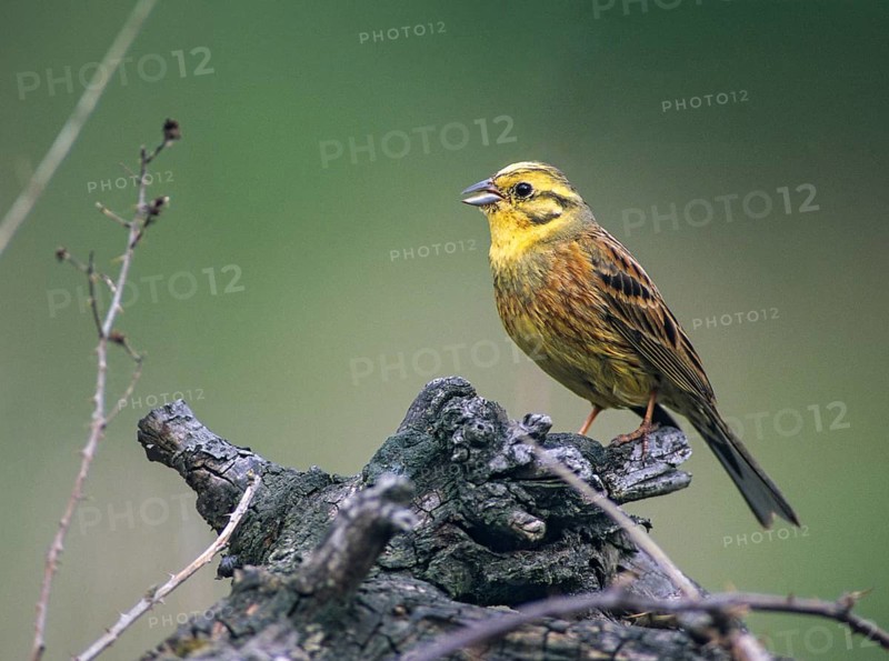 Emberiza citrinella, goldammer, yellowhammer, birds, leo, male, passeri, songbirds, birds