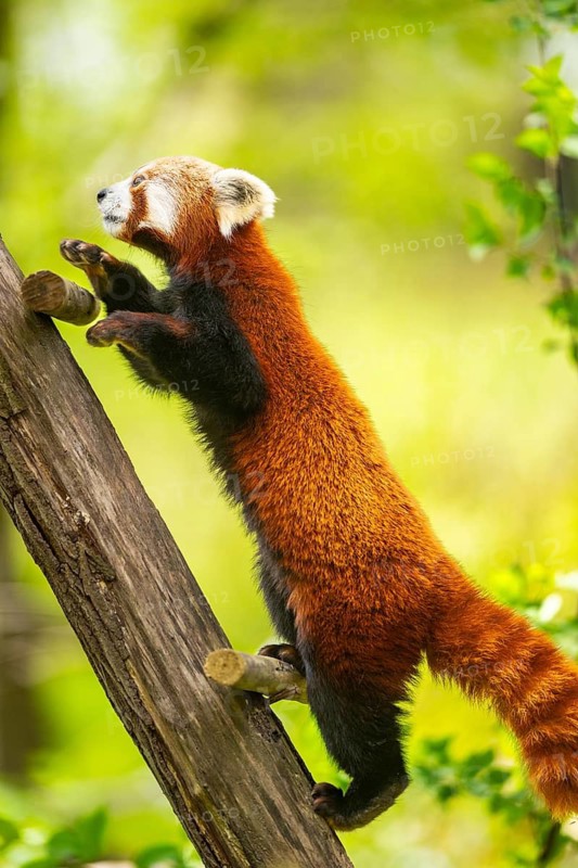 Red panda (Ailurus fulgens) walking on a branch, Germany