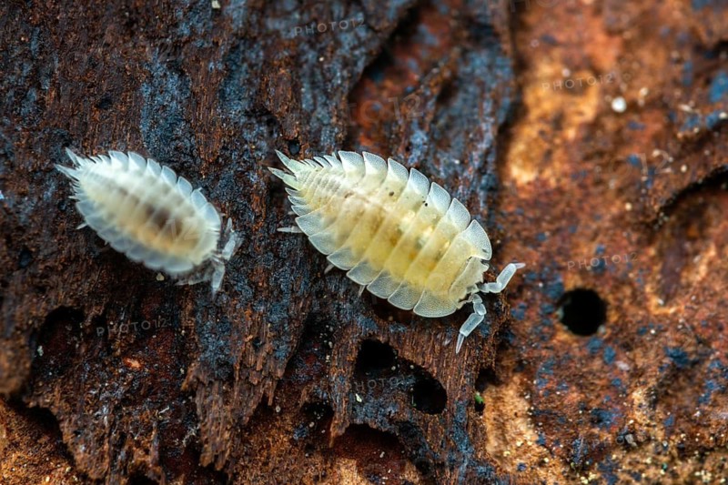 Ant woodlouse, woodlice, Platyarthrus Hoffmannseggi, white ant woodlice, crustaceans