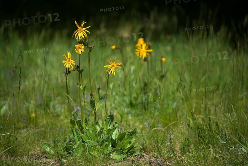 Arnica Montana, Arnica, Asteraceae, Mountain Welfare Rental, Daisy, Flora, Leopard's Bane, Mountain Arnica, Mountain Tobacco, Plants, Wolf's Bane