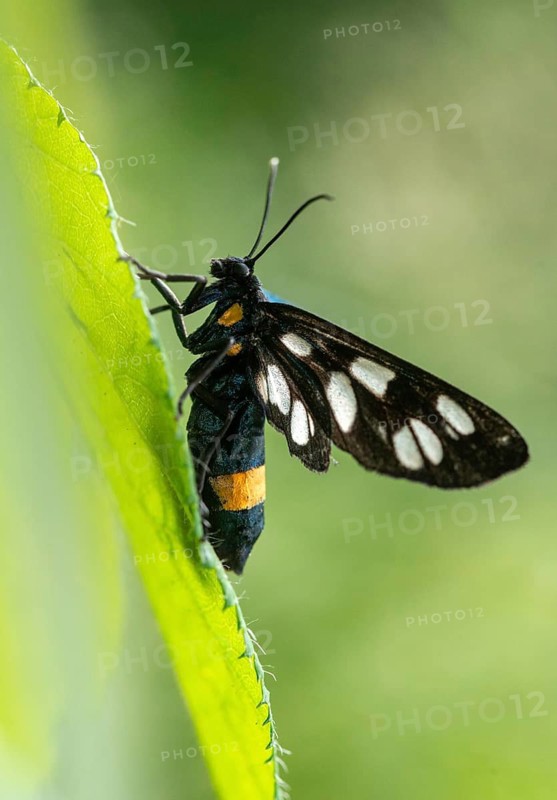 Amata phegea, arctiinae, bear spinner, nine-spotted moth, syntomis phegea, white spotted ram, butterfly, high size, portrait format, insects, moths, moths, moths, butterfly
