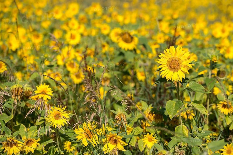 Asteraceae, annual sunflower, common sunflower, helianthus annuus, daisy, common sunflower, flora, plants, plants, sunflower, sunflower field, sunflower