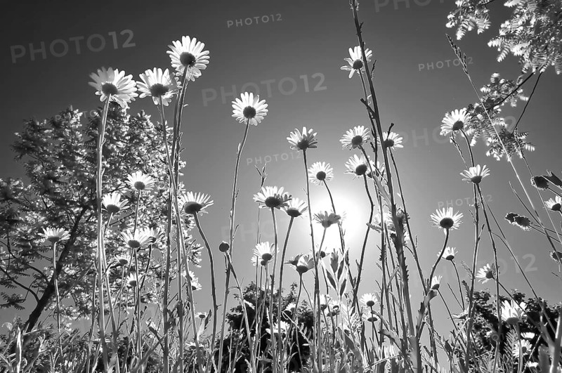 Black-and-white photograph of daisies (Leucanthemum) taken from a low angle against a brilliant blue summer sky, Bavaria, Germany