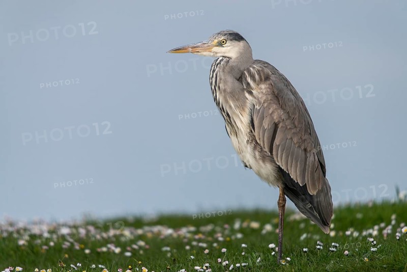 Ardea cinerea, heron, gray heron, birds, ciconiiformes, herons, walking birds, wading birds, birds