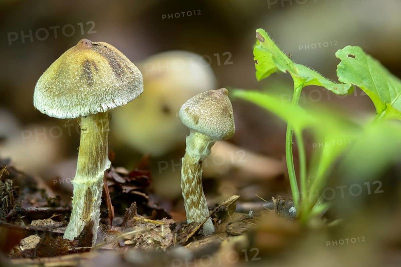 Colourful beltfoot, Cortinarius Casimiri, Cortinarius Hoffmannii, belted foot, pearly webcap, pointed beltfoot, fungi, fungi, mushrooms