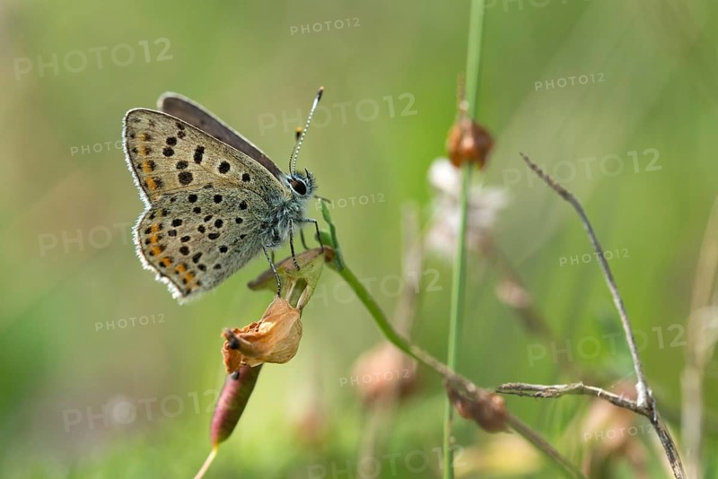 Brown moth, Lycaena tityrus, sulfur bird, sooty purple-edged copper, birds, butterfly, insects, butterfly, butterflies, butterflies