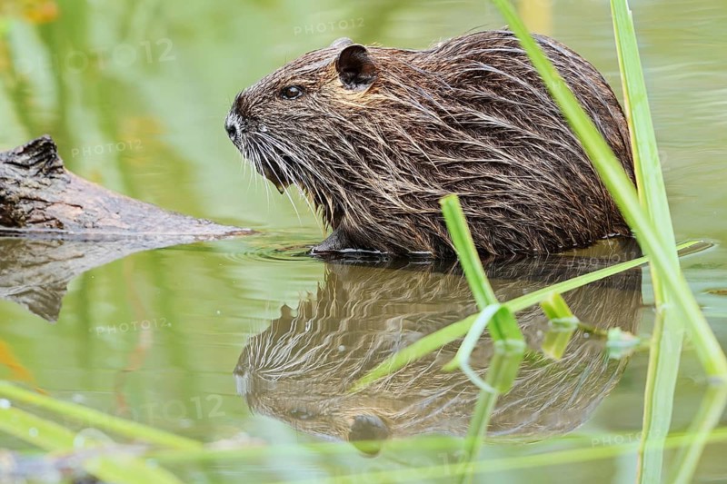 Nutria or coypu (Myocastor coypus), juvenile, North Rhine-Westphalia, Germany, invasive species in Europe