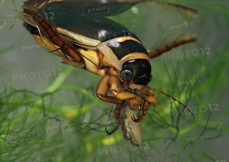 Dytiscus marginalis, yellow-burn beetle, great diving beetle, aquatic, beetle, prey, capture, insects, beetles, male, newt, newt larva, male
