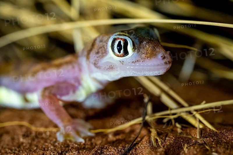 Palmato gecko (Pachydactylus rangei), night shot, NamibRand Nature Reserve, Namib Desert, Namibia