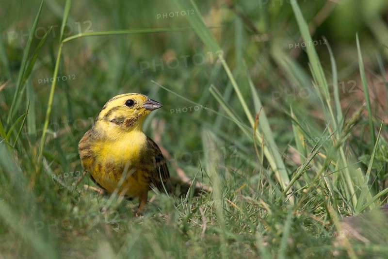 Emberiza citrinella, goldammer, yellowhammer, birds, male, passeri, songbirds, birds