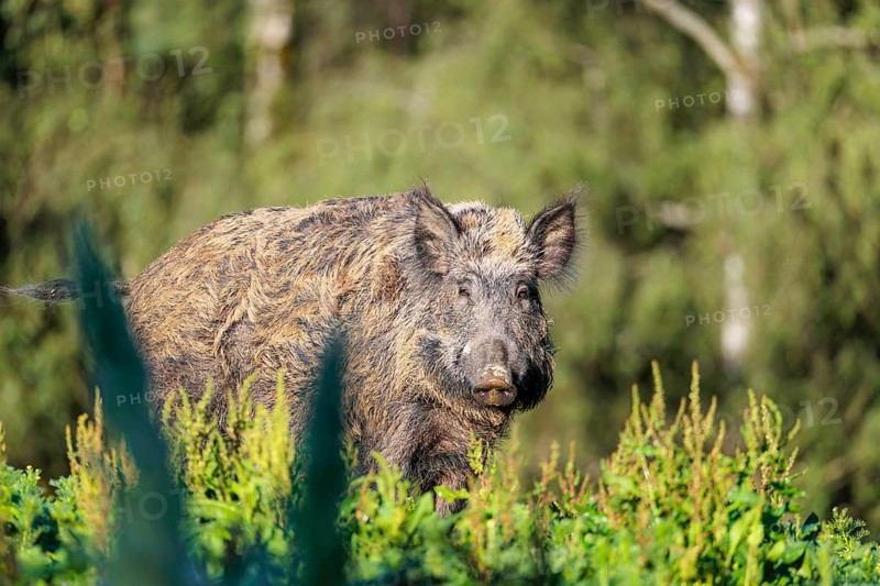 A female wild boar (Sus scrofa) is out foraging in a green clearing on a sunny morning. Bavaria, Germany