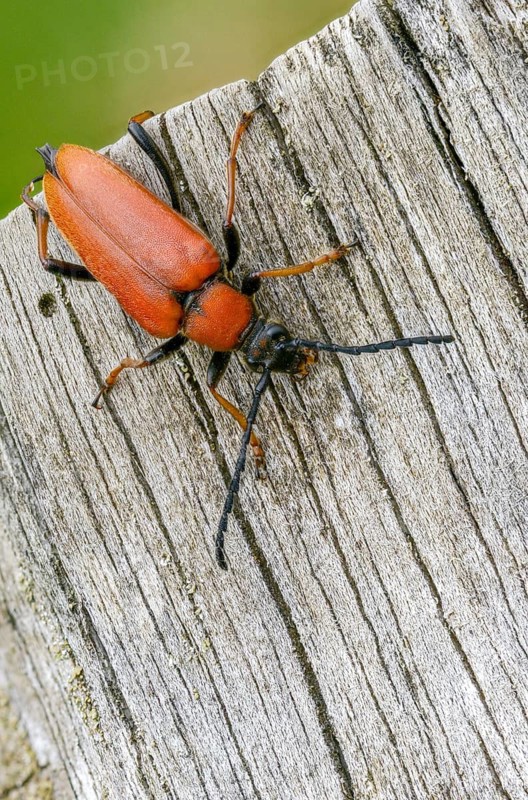 Aredolpona rubra, Cerambycidae, Corymbia rubra, common longhorn beetle, Leptura rubra, red-brown longhorn beetle, red neckram, stictoleptura rubra, longhorn beetle, Coleoptera, female, high size, portrait format, insects, beetles, female