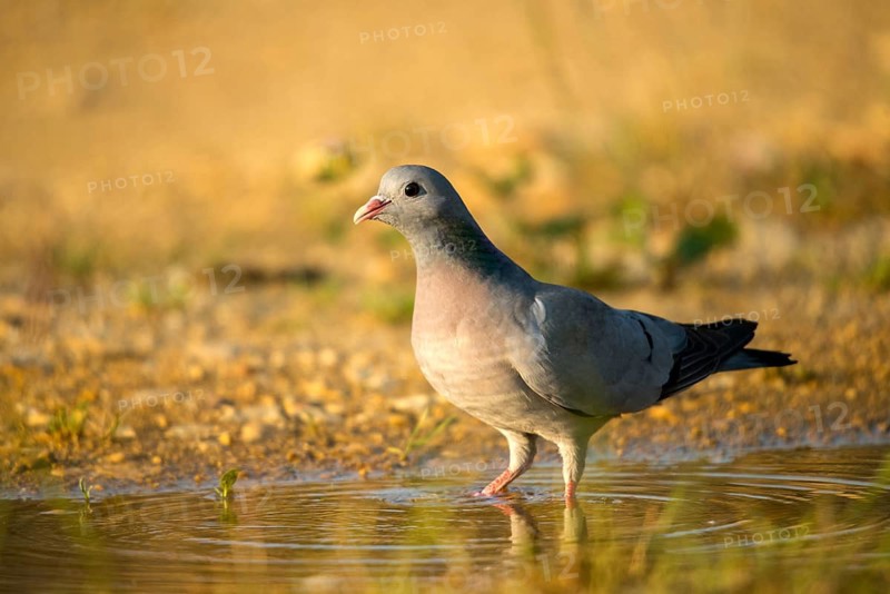 Columba Oenas, Holdove, Stock Pigeon, Bath, Bathe, Bird Bath, Birds, Columbidae, Doves, Doves, Potions, Birdbath, Birds, Watering Place
