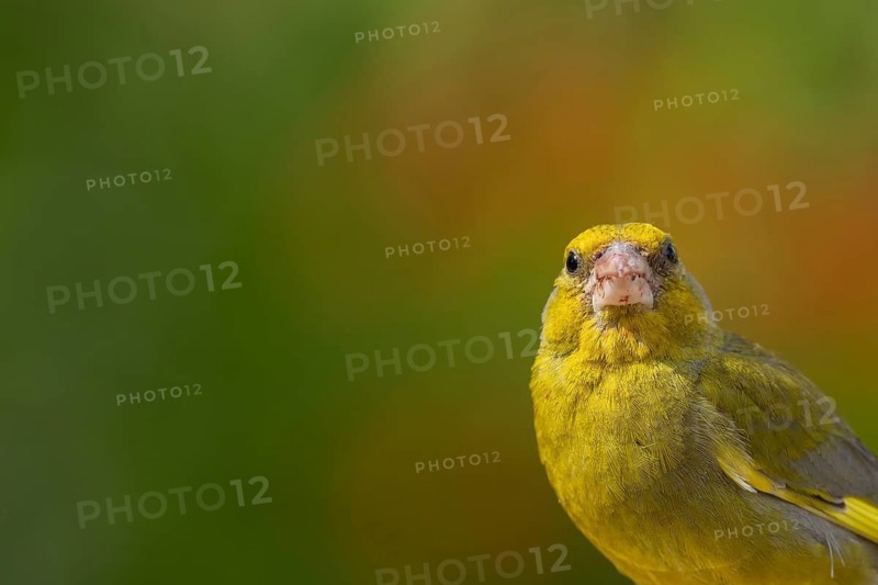 Eurasian greenfinch (Chloris chloris) adult male bird head portrait, England, United Kingdom