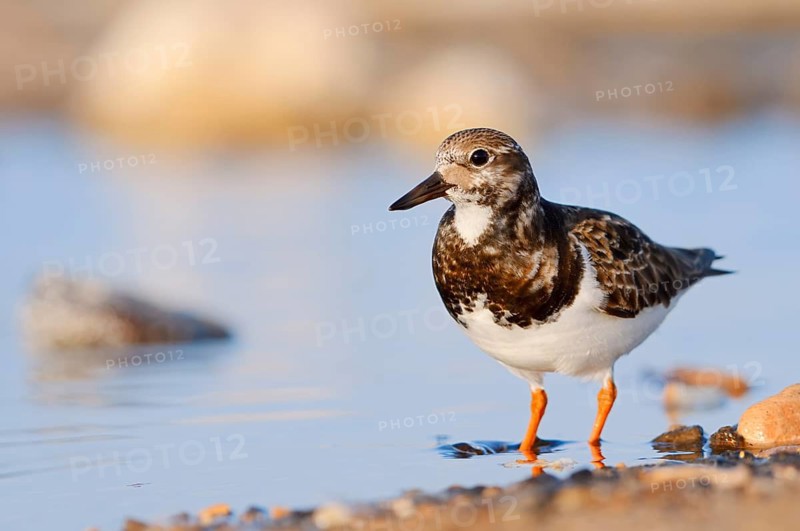 Ruddy turnstone (Arenaria interpres), Fuerteventura, Canary Islands, Spain