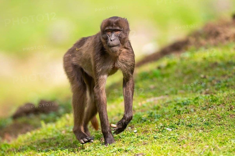 Gelada (Theropithecus gelada) female walking over a meadow, captive, distribution africa