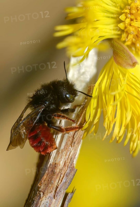 Apidae, bees, hymenoptera, mason bee, osmia bicornis, osmia rufa, red mason bee, high size, portrait format, insects