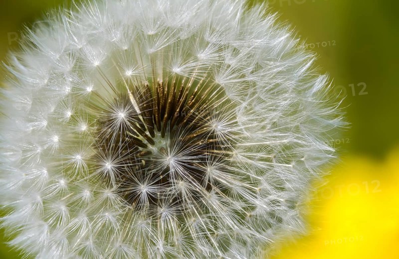Asteraceae, common dandelion, daisy, dandelion, dandelion, dandelion, taraxacum officinale agg., flora, fruit stand, plants, seeds