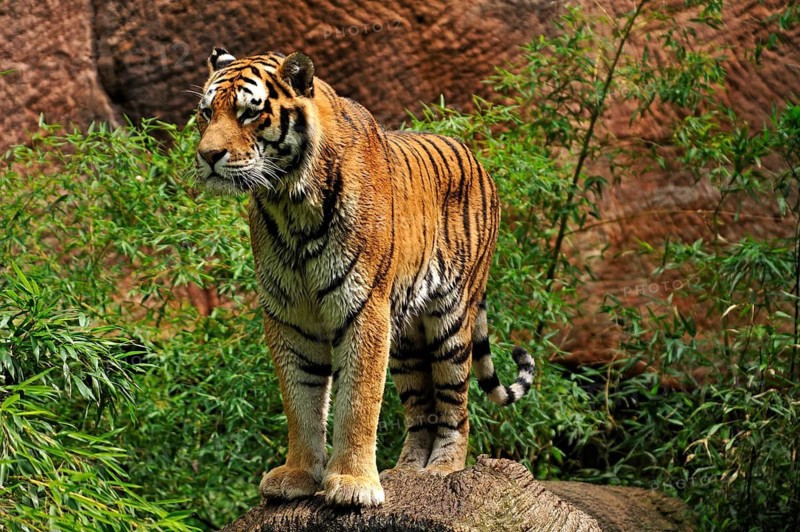 A pair of Siberian tigers (Panthera tigris altaica) with wet fur on a tree trunk, Nuremberg Zoo, Am Tiergarten 30, Nuremberg, Middle Franconia, Bavaria, Germany