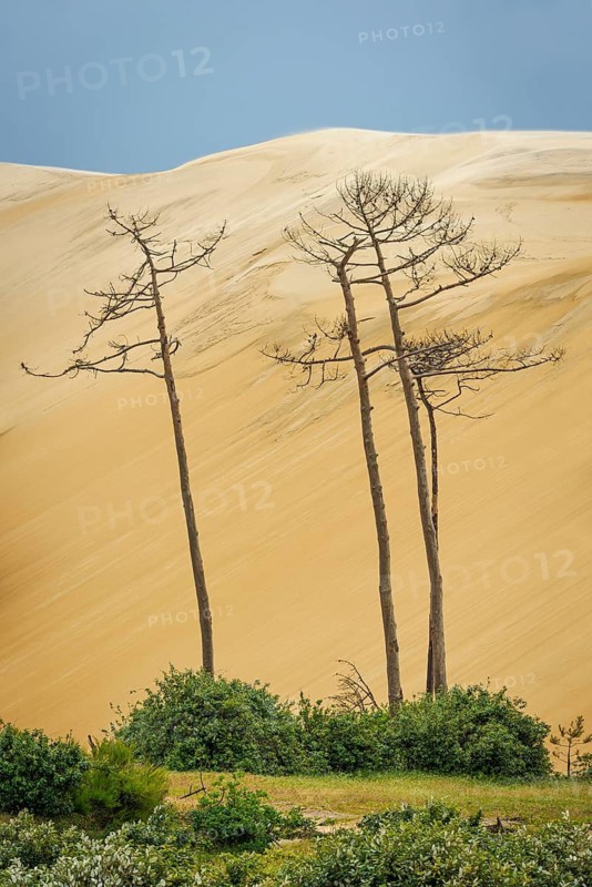 Dead trees in front of the Dune du Pilat near Arcachon on the Atlantic, France