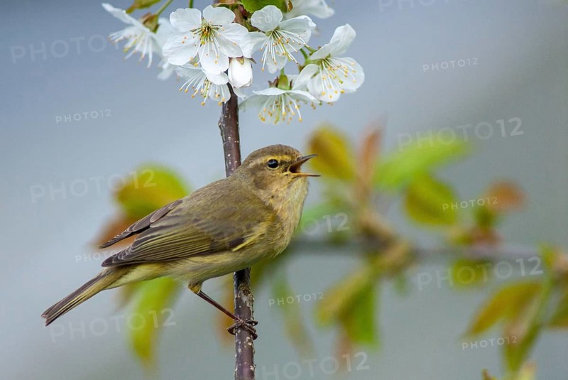 Chiffchaff, phylloscopus collybita, zilpzalp, birds, spring, song, passeri, singing, songbirds, jump, birds