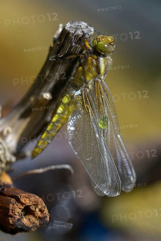 Broad-bodied chaser, libellula depressa, flatbelly, anisoptera, dragonflies, high size, portrait format, insects, larva, larva, dragonflies, odonata, hatching, hatching