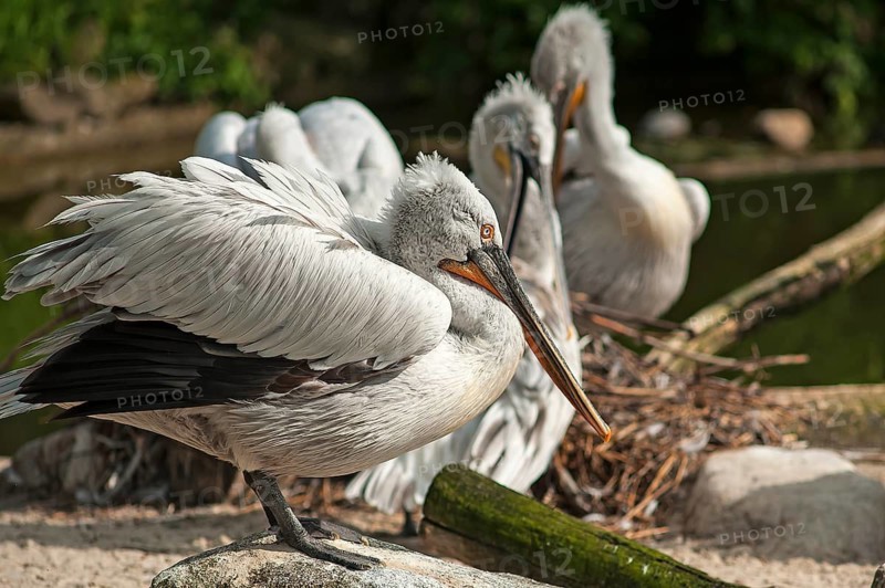 Dalmatian pelican (Pelecanus crispus) on a water island, Captive, Germany