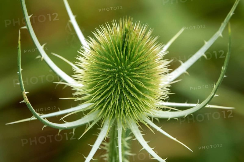 Wild teasel (Dipsacus fullonum), Baden-Württemberg, Germany