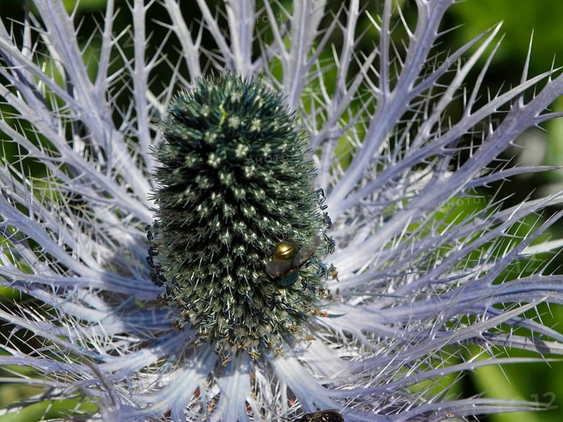 Close-up of a thistle-like plant, Alpine sea holly (Eryngium alpinum), with an insect in the centre, Goms, Canton of Valais, Switzerland