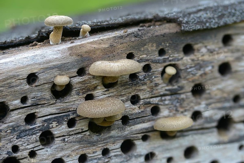 Borstrand stalk porling, Lentinus arcularius, Polyporellus arcularius, Polyporus anisoporus, Polyporus intermedius, Polyporus rhombiporus, wide-holed porling, fungi, insect wood, insect hotel, mushrooms, spring polypore