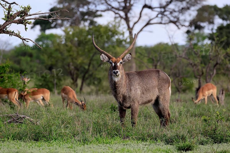 Elliptical waterbuck (Kobus ellipsiprymnus), adult, male, standing, alert, Kruger National Park, South Africa