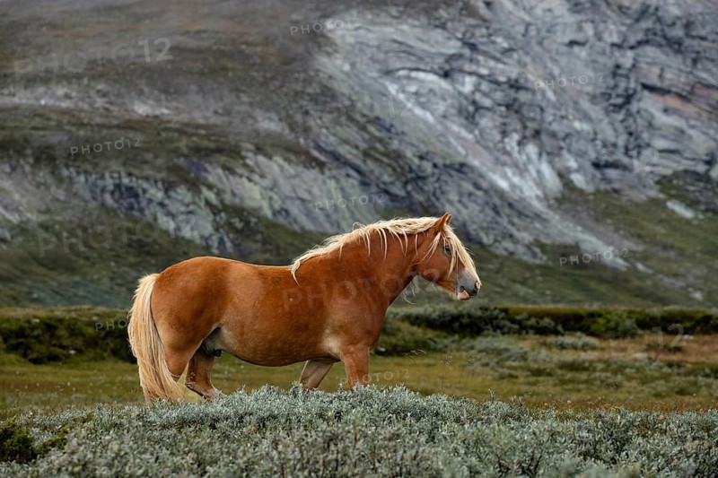 Brown horse standing in a meadow in front of a rocky mountain landscape, Norwegian fjord horses, in the tundra, landscape, half-wild horse Dovrefjell National Park, Oppdal, Norway
