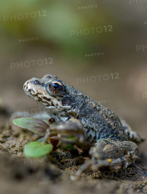 Common frog, common frog, rana temporaria, amphibians, amphibians, frog, frogs, high size, portrait format, young animal, juvenile, amphibians