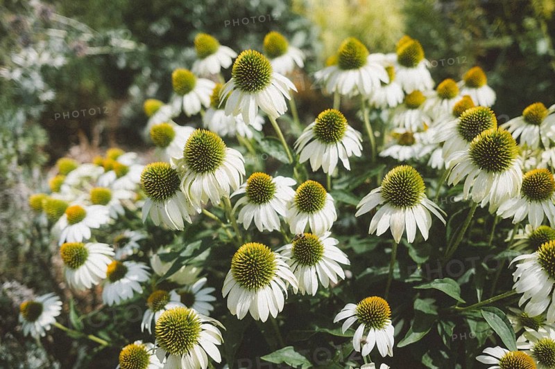 Echinacea Purpurea Alba, also known as white coneflower, Baden-Württemberg, Germany