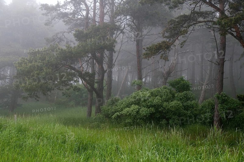 Sweden, Atmosphere, Countries, Haze, Landscape, Countries, Fog, Travel, Mood, Sweden, Travels, Öland
