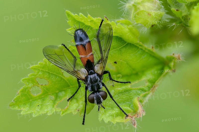Cylindromyia spec., caterpillar fly spec., diptera, insects, insects, two-winged birds