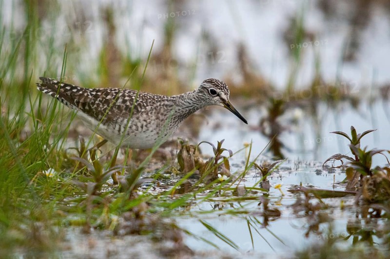 Bruchwasserlaeufer, tringa glareola, wood sandpiper, birds, charadriiformes, limikolen, snipe birds, scolopacidae, birds, waders, waders