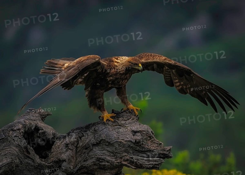Tiny eagle (Aquila Chrysaetos), on its perch, a dead tree trunk, Pyrenees, Spain